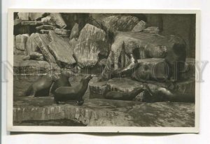 485575 HAMBURG Walruses sea lions fur seals Carl Hagenbeck Tierpark ZOO PHOTO