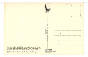 AK - Alaskan Walrus  (continental size)