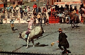 Canada British Columbia Williams Lake Bull Riding At The Williams Lake Rodeo