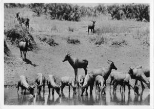 BR88952 kruger tsessebe punda maria antelope  real photo africa  animal animaux