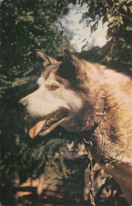 LEADER OF A HUSKY DOG TEAM ALASKA POSTCARD (c. 1950s)