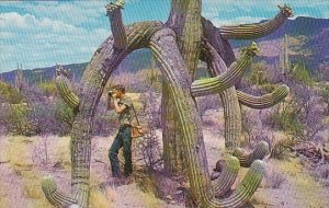 Saguaro Forest Flowers