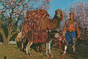 Camel In Alanya Turkey Postcard