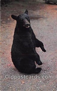 Black Bear Unused 