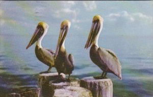 Florida Birds Pelicans In Tropical Florida 1958