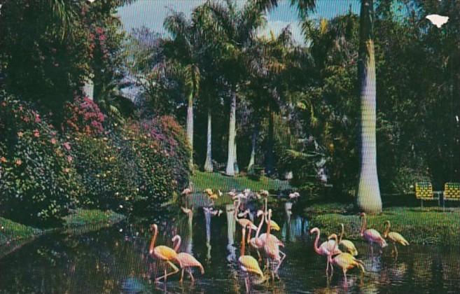 Florida Sarasota Jungle Gardens Flamingos