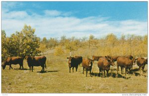 Dual-Purpose Herd of Red Poll Cattle , CRYSTAL CITY , Manitoba , Canada , 50-60s