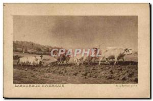 Old Postcard hitch Oxen Plowing Nivernais