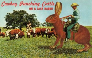 Postcard Rabbit Riding Cowboy California