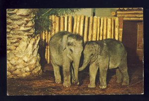 San Diego, California/CA Postcard, Baby Indian Elephants, San Diego Zoo, 1964!