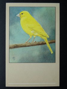 Bird Theme CANARY (YELLOW) c1950s Postcard by P. Sluis Series 7 No.84