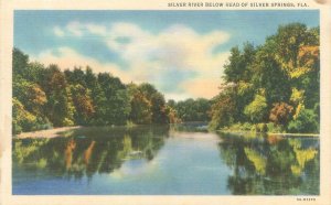 Silver River Below Head of Silver Springs Florida Postcard Linen Postcard Unused