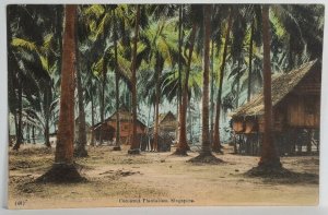 Singapore Coconut Plantation Cocoanut Postcard T7