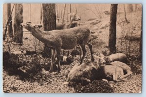 Chicago Illinois Postcard Field Museum Natural History Virginia Deer 1940 Linen