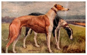Dog  , Greyhounds