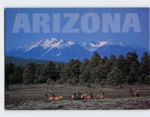 Postcard Elk, Arizona