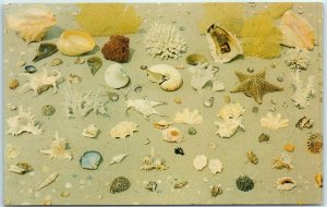 M-1612 Beautiful Collections of Shells Coral and other Treasures of the Sea