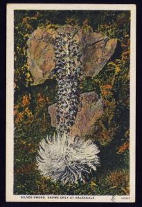 1934 Silver Sword flower that grows only on slopes of Haleakala, HI color pc