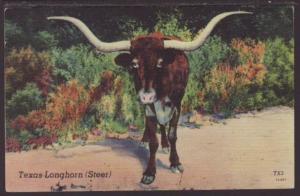Texas Longhorn,Steer Postcard 