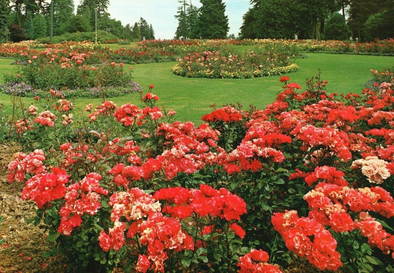 Postcard Flowers In Stanley Park Early Spring To Late Fall Blossoms Vancouver BC