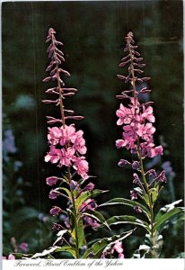 Fireweed Floral Emblem of the Yukon Alaska Postcard