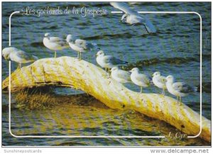 Canada Seagulls Along The Gaspe Coast