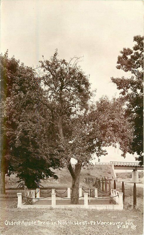 Oldest Apple Tree NW Vancouver Washington #P128 RPPC Photo Postcard 21-38