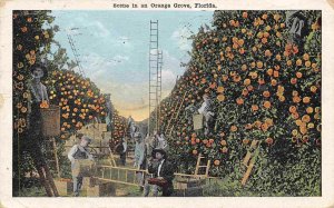 Fruit Picking Orange Grove Harvest Florida 1920 postcard