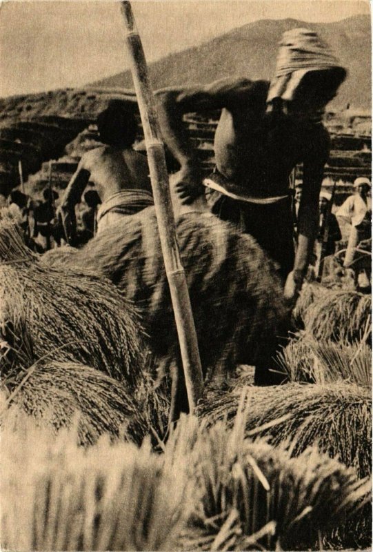 CPA AK INDONESIA Pentani Indonesia sibuk dengan pemotongan padi (341642)