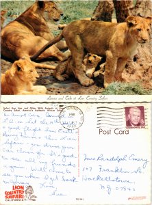 Lioness and Cubs (23778