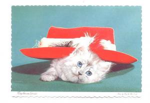 White Kitten Under Red Hat, Try This One for Size