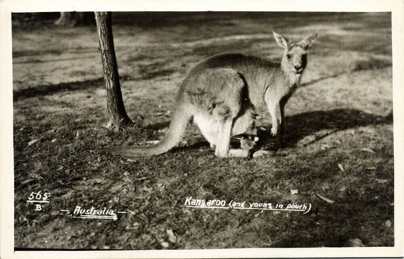 australia, Australian Kangaroo, Mowbray Series RPPC Postcard