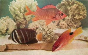 Chicago Illinois Shedd Aquarium Squirrelfish 1940s Postcard 4871