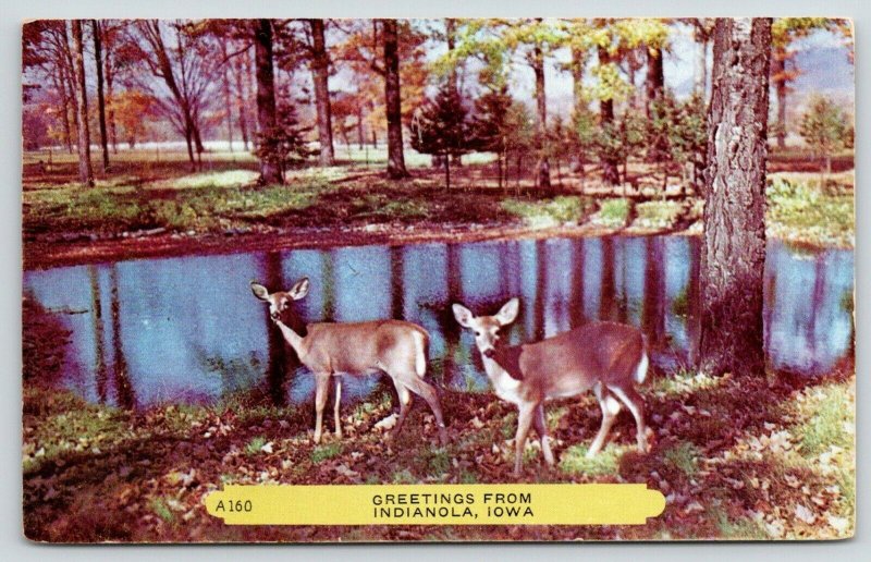 Indianola IA~Fawns by Pond Like Deer in Headlights~Methodist Church Fire~1956 