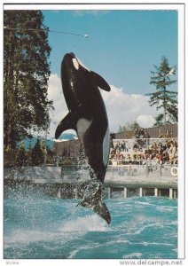 Skana the Killer Whale , Vancouver , B.C. , Canada , 1950-70s #2