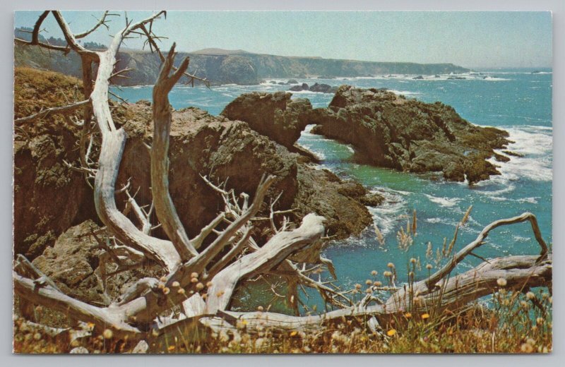 Northern California~Windswept Shore~Bleached Driftwood~Vintage Postcard 