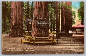 Vintage California Postcard - Lane's Redwood Flat - Redwood Highway - 1937