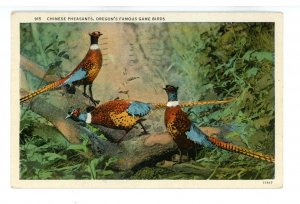 Birds - Chinese Pheasants