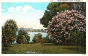 Florida FL, Oleander in Bloom, Flowering Trees Behind Lake, Vintage Postcard