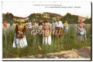 Old Postcard Tuberose flowers Picking Perfume Bruno Court Grasse