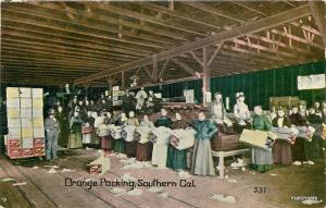 c1910 Agriculture Farming Orange Packing shed interior California postcard 11083