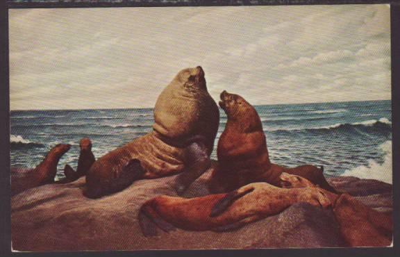 Northern Sea Lion Postcard 