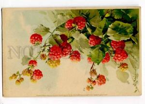 257348 Sweet Raspberries by C. KLEIN Vintage Meissner #1331 PC