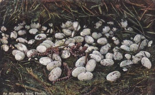 An Alligator's Nest In Florida