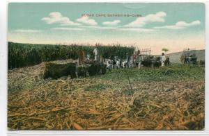 Sugar Cane Harvesting Farming Cuba 1910c postcard