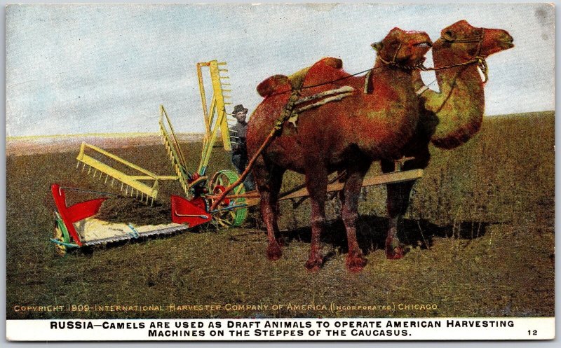Russia Camels Used To Draft Animals Operating American Harvesting Postcard
