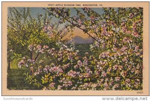 Apple Blossom Time Winchester Virginia