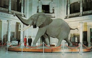 Washington, D.C.  AFRICAN BUSH ELEPHANT~Smithsonian Museum Of Natural History