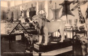 African Black Mane Lion, Morse Museum Warren NH c1947 Vintage Postcard V60