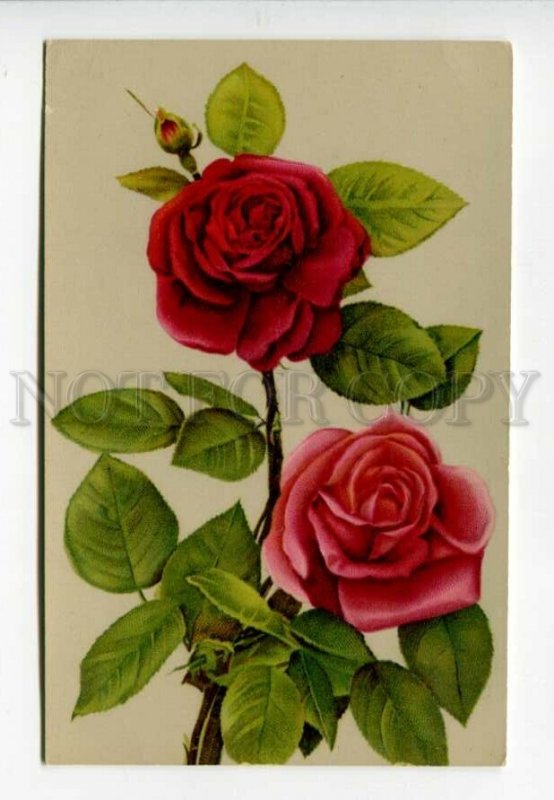 3157638 ROSES Bouquet Vintage PHOTO color PC